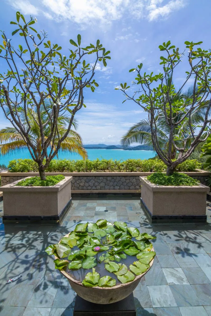 A stone bowl planter with lily pads on a paved terrace, flanked by potted frangipani trees